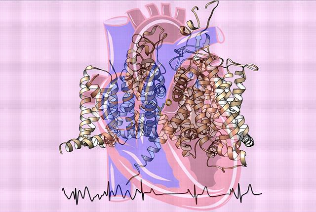 Media Name: heart_supperimposed_sodium_channel_sizedl.jpg