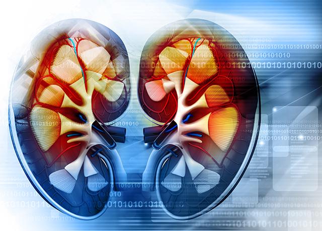 Media Name: kidney_illustration.jpg