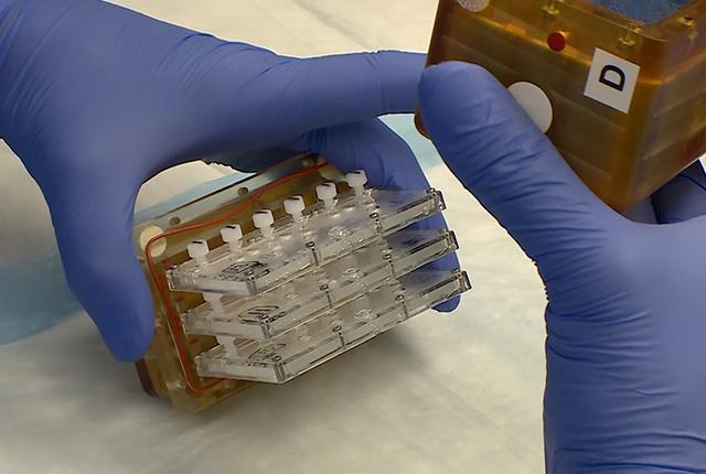 Media Name: kidney_on_a_chip_returns_from_space_broll.00_01_03_12.still001.jpg
