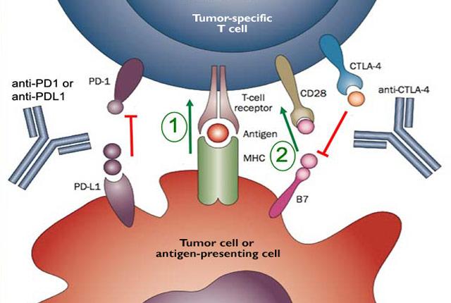 Media Name: mcc-tcell.jpg