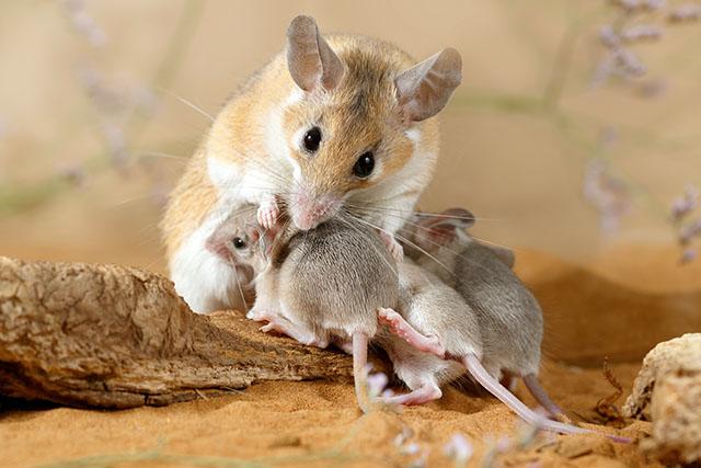 Media Name: mouse_nursing_babies_smaller_gettyimages-1143527819.jpg