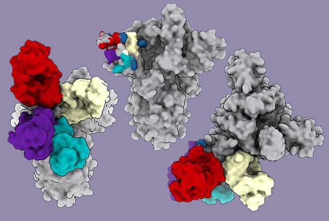 Media Name: ntd_antigenic_sites_for_nature.jpg