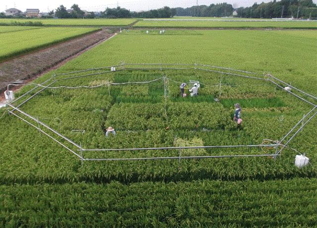 Media Name: rice_field_in_japan.jpg