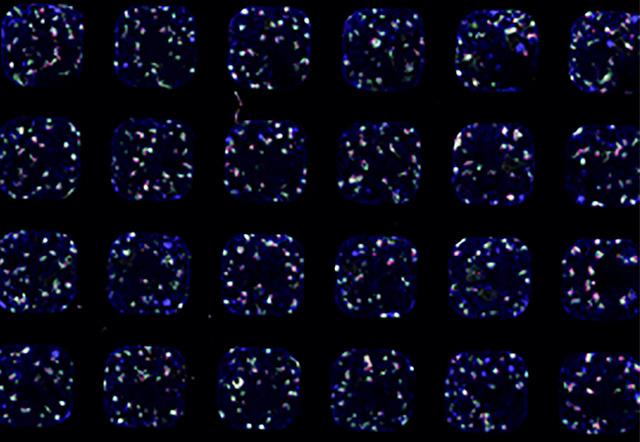 Media Name: robot_organoids_mini_organs.jpg