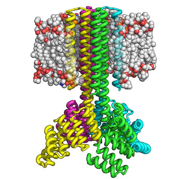 Media Name: transmembrane_protein_sized.jpg