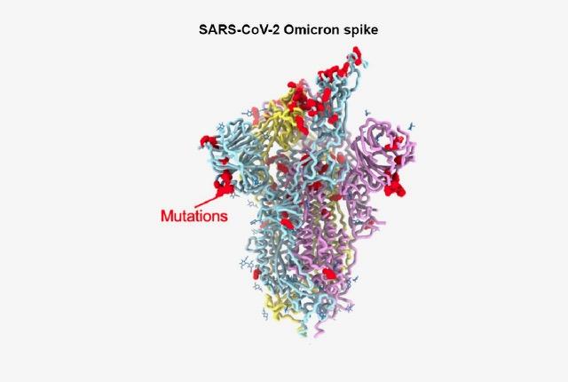 Media Name: veesler_omicron_mutations_hi-res_1.jpeg