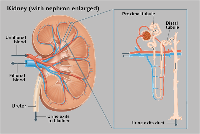 Media Name: xkidney-proximal_tubule.png