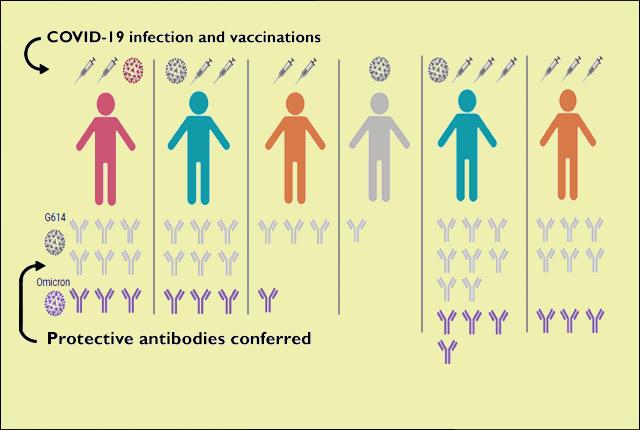 Media Name: xygraphic-infection-antibodies_002.jpg