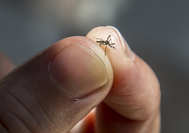 Media Name: zika_gettyimages-917511550.jpg