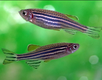 picture of two zebrafish swimming